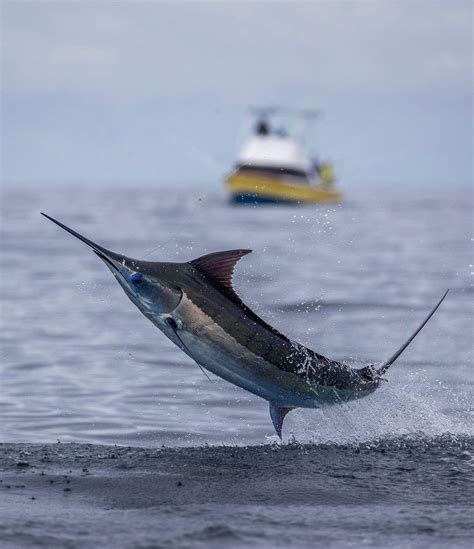 Atlantic Blue Marlin Makaira Nigricans Angari Foundation