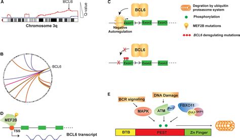 Bcl Mediated Transcriptional Regulation Of Follicular Off