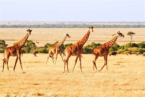 7 Days Kenya Adventure Safari Wild Whispers Africa