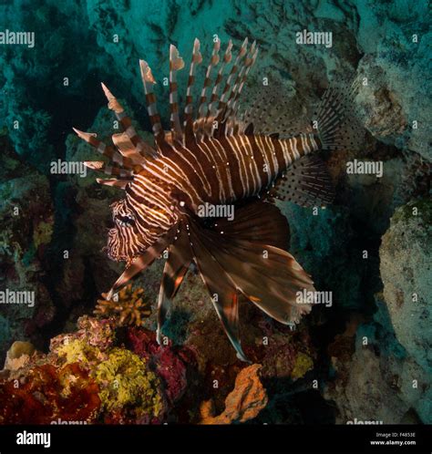 Fish Underwater Tropical Lionfish Hi Res Stock Photography And Images