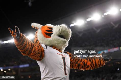 Cincinnati Bengals Mascot Photos and Premium High Res Pictures - Getty ...