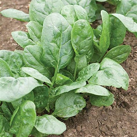 25 Spinach Varieties To Try In Your Garden Green Thumb Gardener