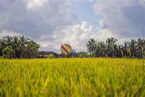 Air Balloon Over Rice Field Stock Photos Free Royalty Free Stock