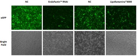 EndoFectin Transfection Reagent Cell Lines GeneCopoeia