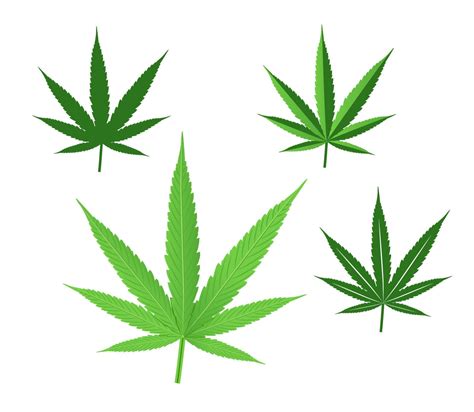 Cannabis Leaf Vector Illustration Set Isolated On White Background