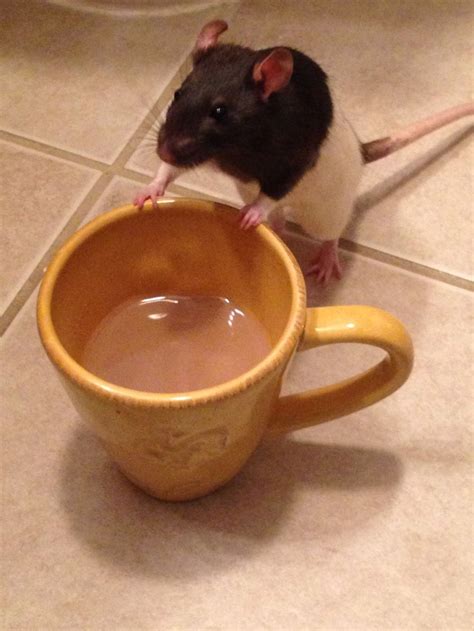 202 Adorable Rat Pics Proving That They Can Be The Cutest Pets Ever