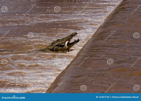 Crocodile and prey stock image. Image of camouflage, hunter - 12447735