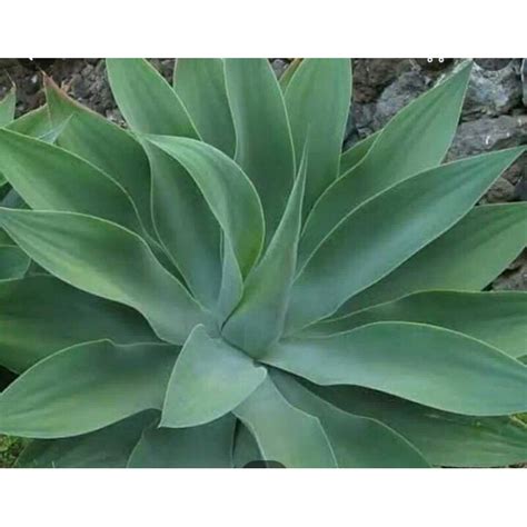 Jual Tanaman Hias Agave Attenuata Siklok Atenuata Shopee Indonesia