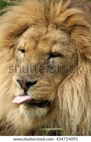 "lion_tongue" Stock Photos, Royalty-Free Images & Vectors - Shutterstock