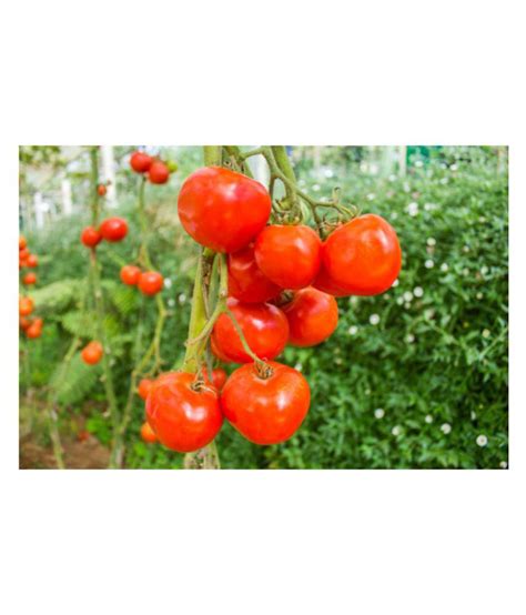 Tomato Hybrid Seeds Beautiful High Germination Seeds Buy Tomato Hybrid