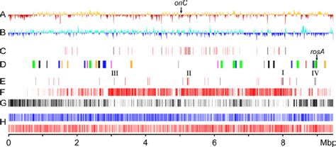 Schematic Representation Of The Streptomyces Davawensis Genome A G ϩ Download Scientific