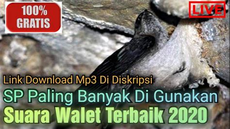 Suara Panggil Inap Walet Terbanyak Digunakan Di Indonesia Youtube