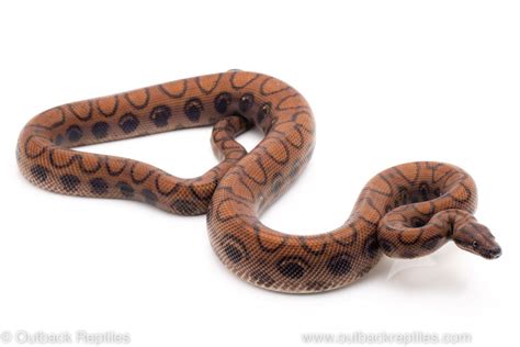 Brazilian Rainbow Boa Male Outback Reptiles