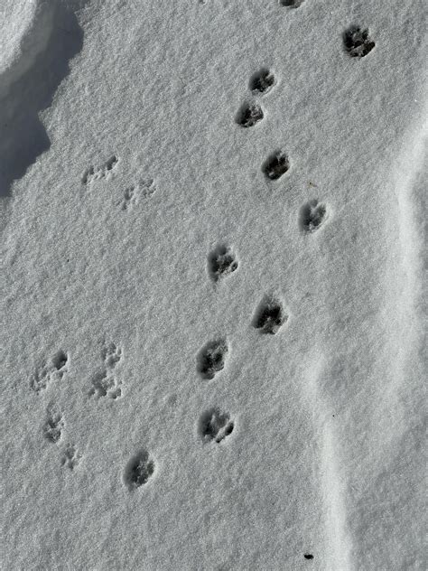 Tracks in the snow. Fox or coyote? : r/AnimalTracking