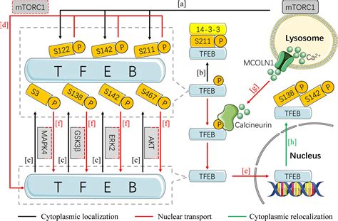 Frontiers The Role And Regulatory Mechanism Of Transcription Factor