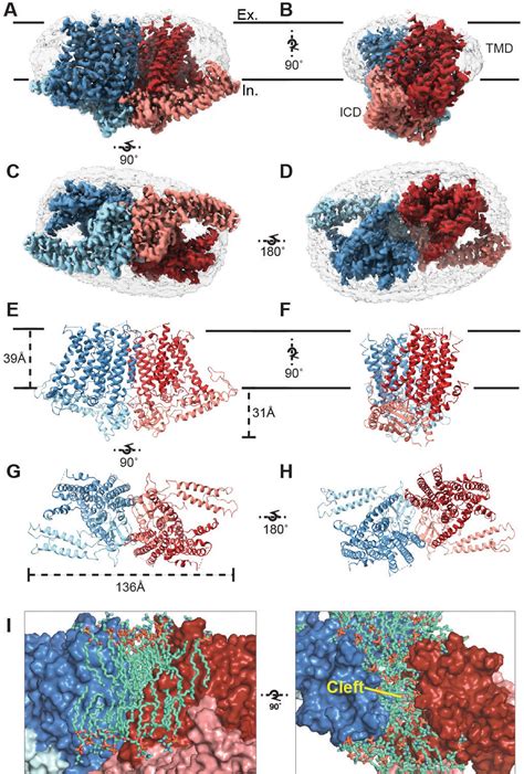 Cryo EM Structure Of The Mechanically Activated Ion Channel OSCA1 2 ELife