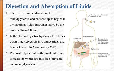 SOLUTION Digestion And Absorption Of Lipids And Lipid Metabolism