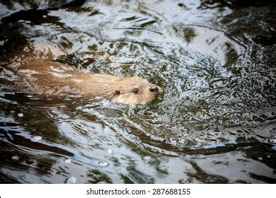 Beaver Swimming Stock Photo 287688155 | Shutterstock