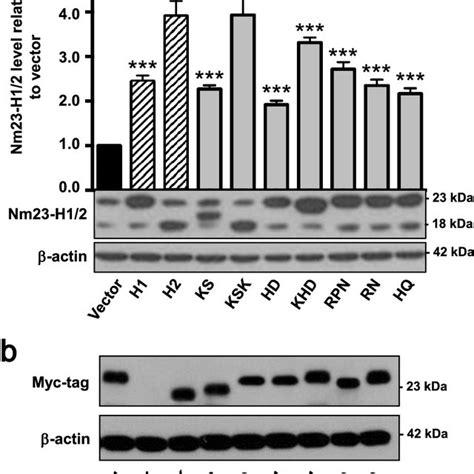 Expression Level Of Nm23 H12 Surface Mutants In Hek 293 Cells A