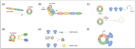 Ijms Free Full Text Long Non Coding Rnas Guide The Fine Tuning Of