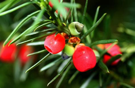 Are Yew Berries Poisonous? - ProGardenTips