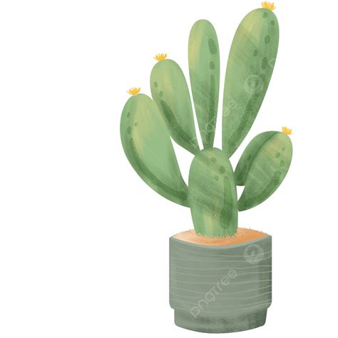 Hand Painted Cactus Png Image Fresh Hand Painted Cactus Illustration