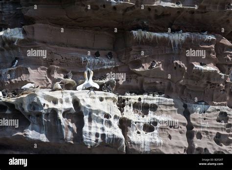 Northern Gannet Morus Bassanus Adult Pair At The Nest Bonding Behaviour