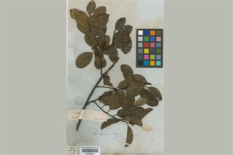 Scientists Rediscover Small Brazil Tree 185 Years On