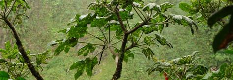 La Biodiversité De Martinique Une Richesse Parfois Méconnue Le Site