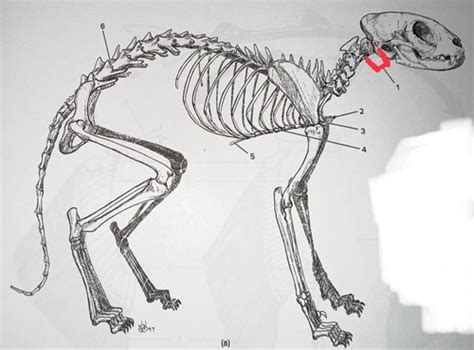 CAT VERTEBRAE Flashcards Quizlet