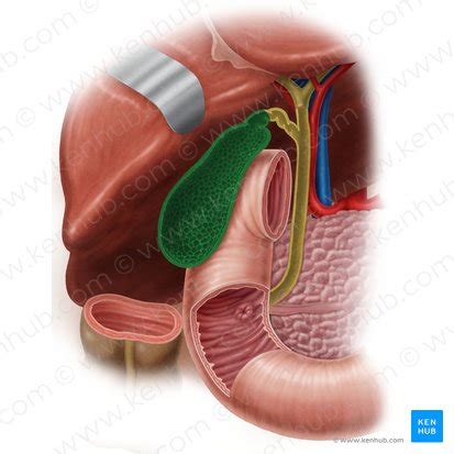 V Sicule Biliaire Fonction Anatomie Et Histologie Kenhub