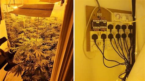 Hartlepool Cannabis Farms Drugs Worth Over £1m Seized Bbc News