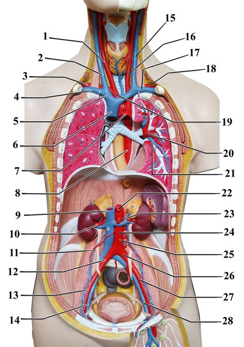 Torso Model Vessels Diagram Quizlet