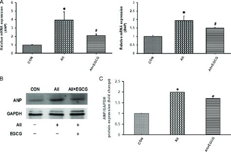 Aii Increases The Expression Levels Of Anp And Bnp A Anp And Bnp Mrna