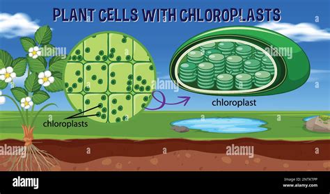 Plant cells with chloroplasts illustration Stock Vector Image & Art - Alamy