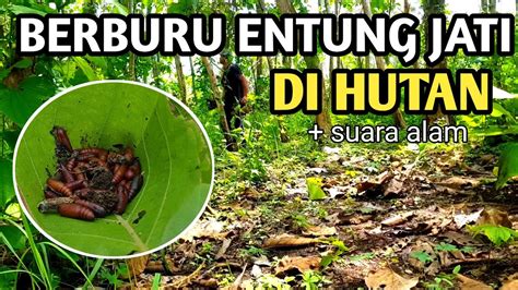 Berburu Entung Jati Kepompong Ulat Jati Di Hutan Suasana Di Hutan