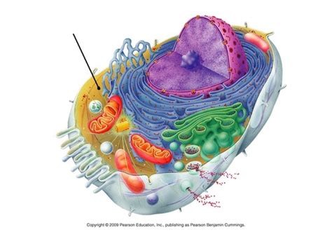 Campbell Biology Chapter 6 Flashcards Quizlet