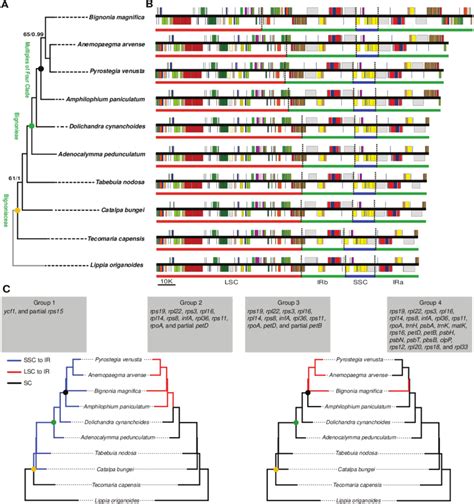 Phylogenetic Relationships And Comparison Of Plastome Structure Among