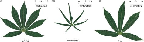 Scielo Brasil Leaf Area Estimation With Nondestructive Method In Cassava Leaf Area