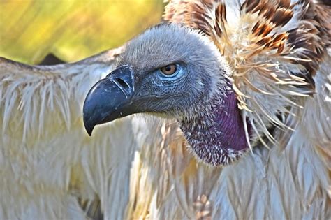 Premium Photo Close Up Of Large Brown Cape Vulture