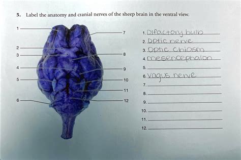 Label The Anatomy And Cranial Nerves Of The Sheep Brain In The Ventral View Diencephalon Bulb