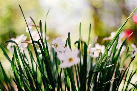 Ultimate Guide To The Narcissus Flower Meaning Symbolism Petal Republic