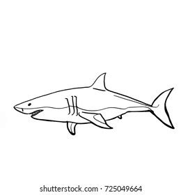 Realistic Shark Drawing Stock Illustration 725049664 | Shutterstock