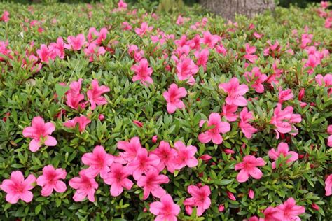 How To Grow Azaleas In Australia Ultimate Backyard