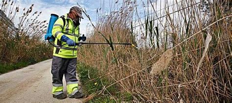 Ecologistas piden plan de lucha biológica ante mosquitos además de