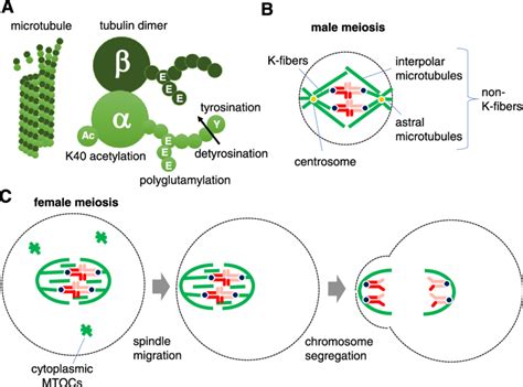 Meiotic Spindles And Tubulin Ptms A Major Post Translational