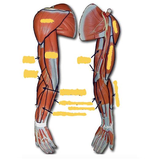 Arm muscles Diagram | Quizlet