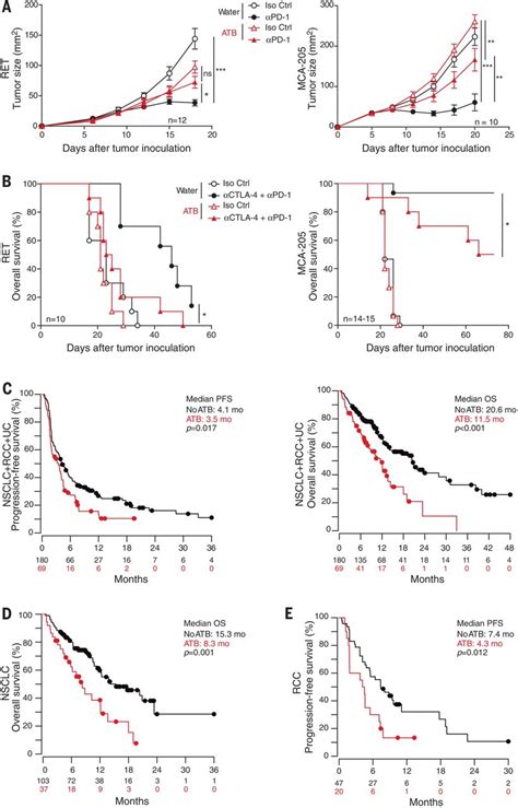 Gut Microbiome Influences Efficacy Of Pd Based Immunotherapy Against