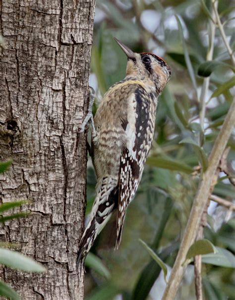 Yellow-bellied Sapsucker | San Diego Bird Spot