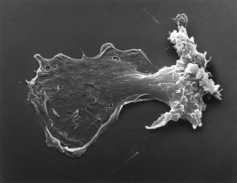 Macrophage Sem Bild Kaufen Science Photo Library